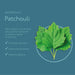 Naturals Mindful Lemon & Patchouli Hand Wash (250ml) - ARRAN Sense of Scotland - Face & Co